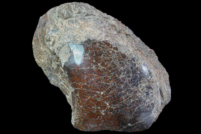 Polished Dinosaur Bone (Gembone) Section - Colorado #86800